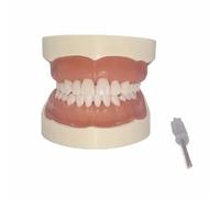 YRQMGSF Oral Cavity Preparation Practice Model with 32 Teeth - Standard Study Teaching Dental Model - for Study Adult Standard Teaching Model,B,9cm