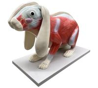 YRQMGSF Rabbit Anatomy Model Torso Body Anatomy Model for Medical Student 20inch Removable Animal Torso Anatomy Model for Medical Education Display