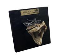 YRQMGSF Taxidermy Snake Skull Specimen Real Snake Bones Skeleton Specimen for Science Education Wall Art Home Decor