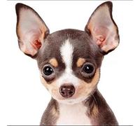 YSCOLOR 5D Diamond Embroidery Chihuahua Dog 3D Diamond Painting Cute Puppies Pet Cross Stitch Mosaic Painting Rhinestone Home Decoration 11.8X11.8in/30X30cm