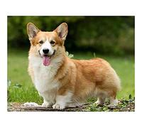 YSCOLOR 5D Diamond Painting Corgi Dog DIY Round Rhinestones Adult Art for Craft Kit Home Decor Gifts 30x40cm/11.8x15.8inch