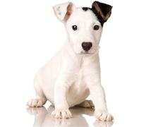 YSCOLOR 5D Diamond Painting Kit Jack Russell Terrier Dog DIY Full Round Diamond Art Painting Home Decor Gift 30x40cm/11.8x15.8inch
