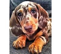 YSCOLOR 5D Diamond Painting Kits for Adults Cute Little Dachshund Dog Full Drill Rhinestone Diamond Art Painting Animals 30x40cm/11.8x15.8inch