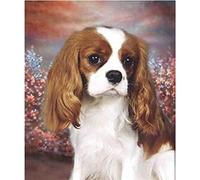 YSCOLOR 5D Diamond Painting Kits for Adults King Charles Spaniel Full Drill Round Diamond Art 30x40cm/11.8x15.8inch