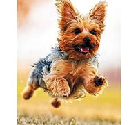 YSCOLOR 5D Diamond Painting Kits Yorkshire Terrier DIY Rhinestone Embroidery Kits Full Diamond Embroidery Art Kits 30x40cm/11.8x15.8inch NO.2182