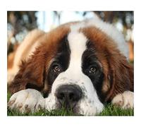 YSCOLOR 5D DIY Diamond Painting Kit for Adults: St. Bernard Dog Art, 30x40cm/11.8x15.8inch, Full Drill, Non-Foldable