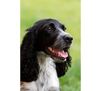 YSCOLOR 5D DIY Diamond Painting Kits for Adults Springer Spaniel Dog On The Grass Rhinestone Diamond Embroidery Paintings 30x40cm/11.8x15.8inch