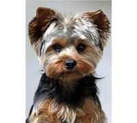 YSCOLOR 5D DIY Diamond Painting Kits Yorkshire Terrier Diamond Embroidery Round Mosaic Art Decor 30x40cm/11.8x15.8inch