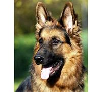YSCOLOR Diamond Painting Kits for Adults German Shepherd 5D Kit Full Drill Embroidery Painting Arts Crafts 30x40cm/11.8x15.8inch