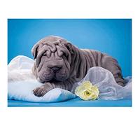 YSCOLOR DIY 5D Diamond Art Kits for Adults Full Drill Shar Pei Dog Diamond Painting Diamond Embroidery 30x40cm/11.8x15.8inch