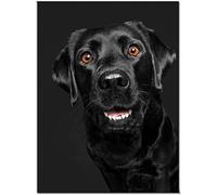 YSCOLOR DIY 5D Diamond Painting Kits for Adults Full Drill Dog Black Labrador by Number Kits Rhinestone Embroidery Arts Craft 30x40cm/11.8x15.8inch NO.1699