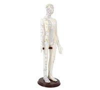 YsXoWiui Model Human Body Model Teaching Aid PVC Flexible Design Points Stand for Education and Research, Female Hard