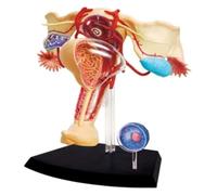 YTUK 1:1Female Reproductive System Organ Anatomy Model, 45 Detachable Parts ,for Human Anatomy And Physiology Education, Anatomy Model For Doctor's Office And Classrooms