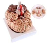 YTUK Cerebral Artery Model, Human Brain Model with Cerebral Artery Distribution Model Detachable Neurology Model ,For Medical Education