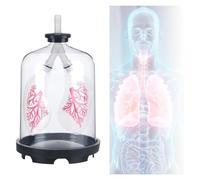 YTUK Human Lung Model, Lung Model Teaching Tool,Diaphragm Movement Simulator, Apply To Biology Teaching Aids For Medical Students, Laboratories.
