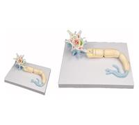 YTUK Scaled-Up Neuron Model,Scale-Up Model Of Nerve Fiber Structure Of Neuron Cell Body,Brain Neurology Model,For Schools, Hospitals, Doctor Office