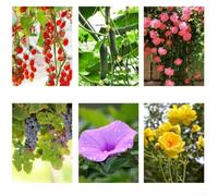 Yuanpgky Plastic Climbing Plant Support for Tomatoes, Cucumbers, Beans & Peppers - 45 cm Tower Stake Trellis System with 40-Piece Modular Assembly, Green, Garden(B)