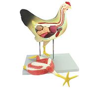 YUANZHOU Chicken Anatomical Model, Animal Anatomical Model, Veterinary Animal Husbandry Teaching