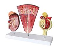 YUANZHOU Human Kidney Model Nephron Model Glomerular Model Urinary System Model Medical Application For Medical Teaching