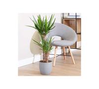 (Yucca 3 stem 90/45/20cm - 1.3m Tall in 24cm Pot) Yucca elephantipes Dramatic Architectural Plant