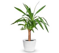 Yucca Elephantipes (12cm,40-50cm) V1