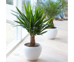 Yucca Elephantipes (12cm, 40-50cm) V2