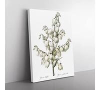 Yucca Flowers By Pierre Joseph Redoute Vintage Canvas Wall Art Print Ready to Hang, Framed Picture for Living Room Bedroom Home Office Décor, 76x50 cm (30x20 Inch)