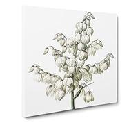 Yucca Flowers by Pierre Joseph Redoute Vintage Canvas Wall Art Print Ready to Hang, Framed Picture for Living Room Bedroom Home Office Décor, 14x14 Inch (35x35 cm)
