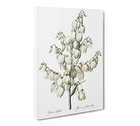 Yucca Flowers By Pierre Joseph Redoute Vintage Canvas Wall Art Print Ready to Hang, Framed Picture for Living Room Bedroom Home Office Décor, 24x16 Inch (60x40 cm)