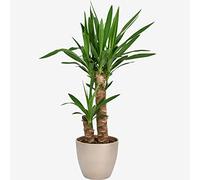 Yucca Plant - Two-Stem 85cm Indoor Houseplant for Home & Office - Low Maintenance, Air-Purifying Greenery for Living Spaces