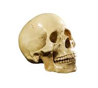 Yundxi Life Size 1:1 Replica Realistic Human Anatomy Skull Gothic Halloween Decor Ornament Anatomical Medical Teaching Skeleton (Yellow)