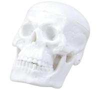 YUNGLOO Precise Miniature Skull Model Figure With Moveable Chin For Anatomical Observation Art Reference Classroom Learning Aid Medicals Teaching Tool