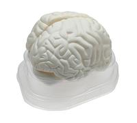 Yunhgft Human Brain Model Teaching Equipment Kids Study Toys