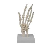 Yunhgft Human Hand Joint Model, Human Skeleton Model, Education, Lightweight, Sturdy, Realistic for Research
