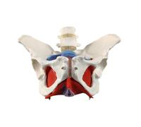 Yunhgft Pelvic Educational Equipment of The Female Pelvis Model