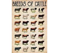Yunking Metal Signs - Breeds of Cattle Cow - 8x12 inch - Tin - Wall Mount - Rectangular - Vintage - Animal, Rustic