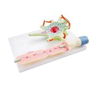 YUSSEQDD Neuronal Cell Model Showcases Nerve Cell Axons Dendrites Neurofilaments Science Classroom Study Display Educational Tool Neuronal Model Teaching Neuron Anatomy