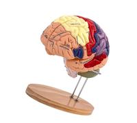 yuwqqoajv Dynamic Educational Brain Model With Double Size And Detachable Features Tailored For Interactive Anatomy Instruction Classroom Study Display Model