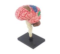 yuwqqoajv Highly Detailed Human Brain Display Model For Students And Teachers In Educational Institutions And Also Can Be Collectibles Brain Handy Sculpture
