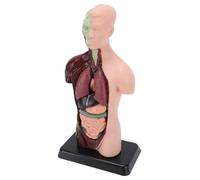 YUYTE Human Torso Model 26cm 7 Removable Organs with Vibrant Colors for Medical Education Classroom Learning