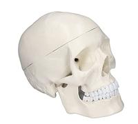 YWBL-WH 1:1 Human Head Skull Model, Removable PVC Skull Model, with Lifelike Bone Texture, Clear Sutures, Removable Skulls Model, Held in Place