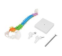 YWBL-WH 45cm Life Size Human Spine Model with Pelvis Femur, Flexible Anatomical Spine Model for School Teaching Lab Decor