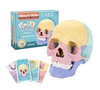 YWLUUOO Exploded Skull Model Human for DemonstratingAnatomy for Studying Medical Exploded