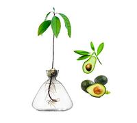 YWNYT Glass Avocado Tree Flower Vases, Avocado Seed Starter Planter Vase, Glass Vases for Flowers, Avocado Tree Growing Kit, Seed Hydroponic Vase Home Table Decor