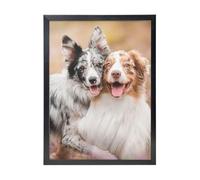 YXDVPALNE Australian Shepherd Dogs Couple Dogs Aussies, Wall Art Prints Black Frame Decorative Painting Wall Hanging For Home 30 x 40 cm