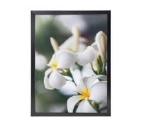 YXDVPALNE Beautiful White Frangipani Wake Plumeria Flowers, Wall Art Prints Black Frame Decorative Painting Wall Hanging For Home 30 x 40 cm