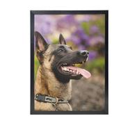 YXDVPALNE Belgian Malinois Pets Dogs Belgian Malinois, Wall Art Prints Black Frame Decorative Painting Wall Hanging For Home 30 x 40 cm