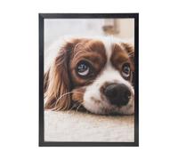 YXDVPALNE Cavalier King Charles Spaniel Cute Dogs Pets, Wall Art Prints Black Frame Decorative Painting Wall Hanging For Home 30 x 40 cm
