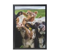 YXDVPALNE Farm Animal Cow Cattle, Wall Art Prints Black Frame Decorative Painting Wall Hanging For Home 30 x 40 cm