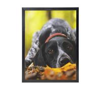 YXDVPALNE German Shorthaired Pointer Autumn Pets Dogs, Wall Art Prints Black Frame Decorative Painting Wall Hanging For Home 30 x 40 cm
